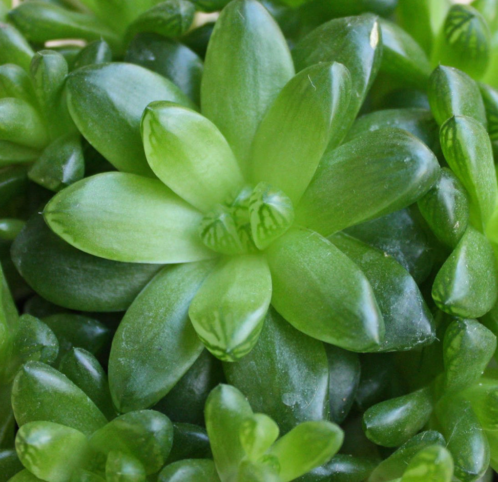 Cathedral window plant