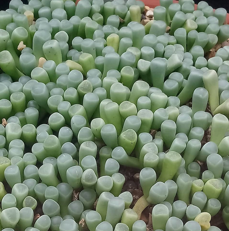 Baby Toes Plant